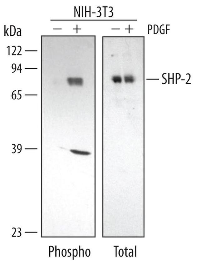 Phospho-SHP2 (Tyr542) Antibody