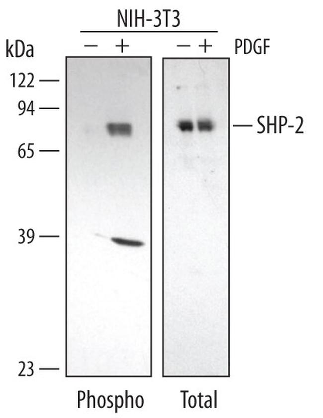 Phospho-SHP2 (Tyr542) Antibody in Western Blot (WB)