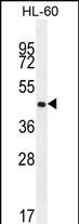 OR2F2 Antibody in Western Blot (WB)