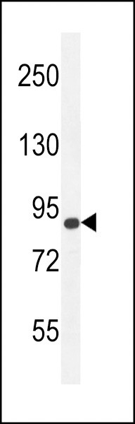 AGAP9 Antibody in Western Blot (WB)