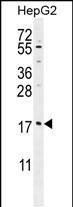 MRFAP1L1 Antibody in Western Blot (WB)