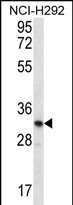 OR51L1 Antibody in Western Blot (WB)