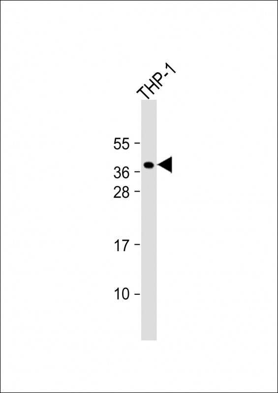 PQLC2 Antibody in Western Blot (WB)