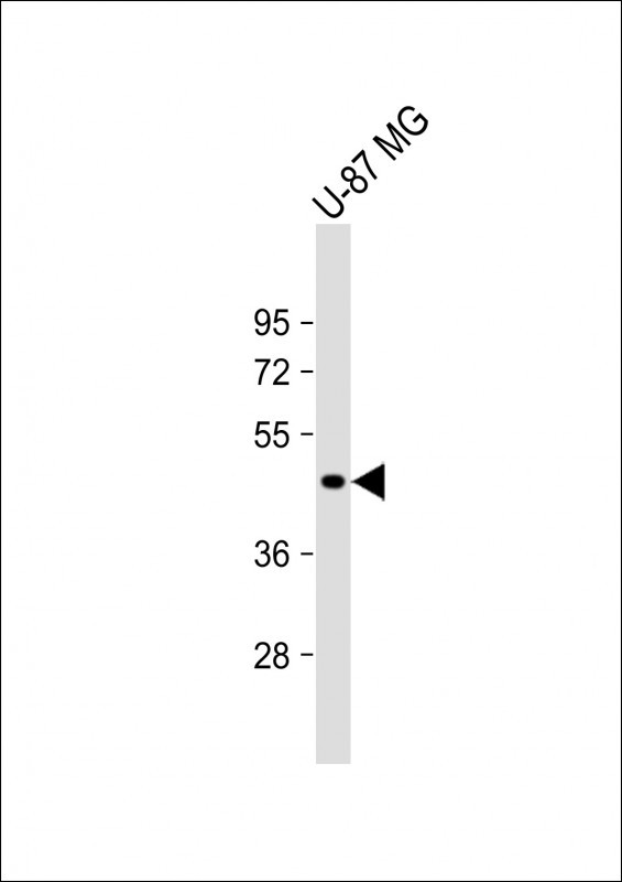 VAT1L Antibody in Western Blot (WB)