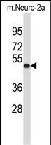 VAT1L Antibody in Western Blot (WB)