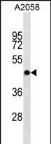 OR4S1 Antibody in Western Blot (WB)