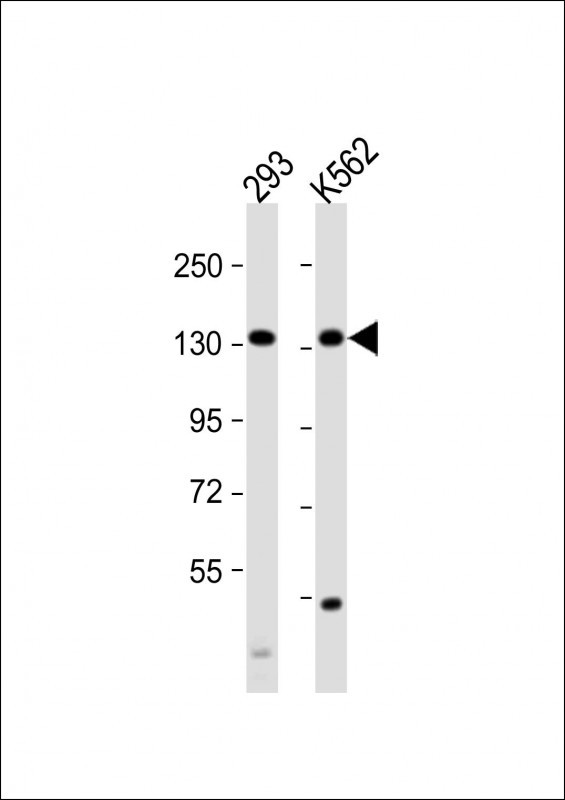 MCM9 Antibody in Western Blot (WB)