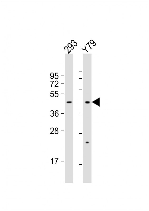 OLFM3 Antibody in Western Blot (WB)