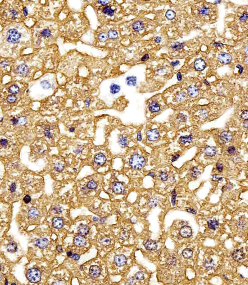 HBG2 Antibody in Immunohistochemistry (Paraffin) (IHC (P))