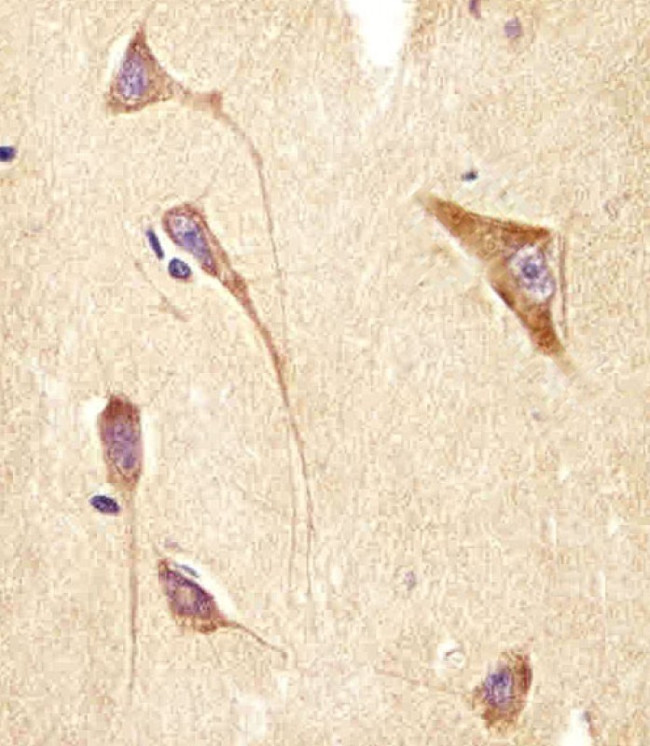 GNG2 Antibody in Immunohistochemistry (Paraffin) (IHC (P))