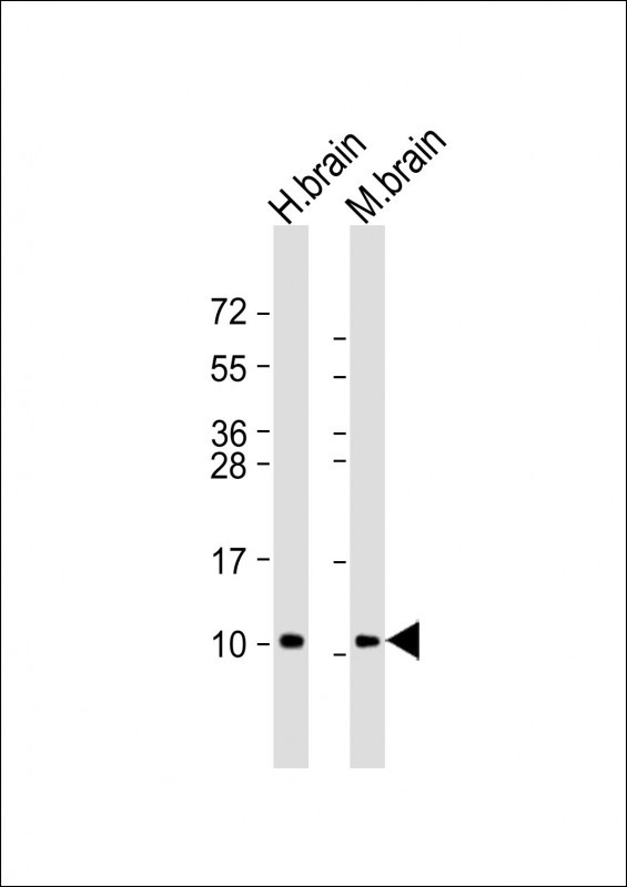 GNG2 Antibody in Western Blot (WB)