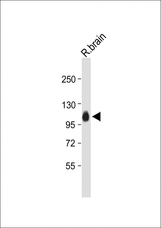 MAG Antibody in Western Blot (WB)