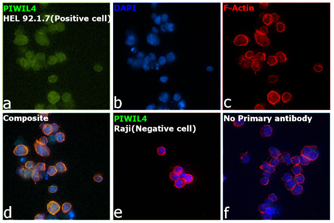 PIWIL4 Antibody