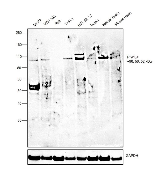 PIWIL4 Antibody in Western Blot (WB)