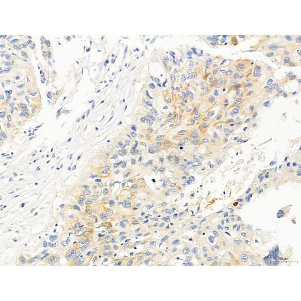 KISS1R Antibody in Immunohistochemistry (Paraffin) (IHC (P))