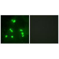 Hairless Antibody in Immunocytochemistry (ICC/IF)