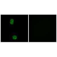 KIAA0100 Antibody in Immunocytochemistry (ICC/IF)