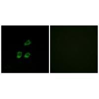 CLCN4 Antibody in Immunocytochemistry (ICC/IF)