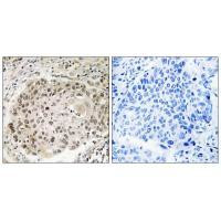 USP36 Antibody in Immunohistochemistry (Paraffin) (IHC (P))