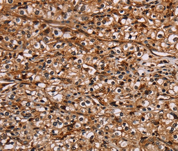 NOC2L Antibody in Immunohistochemistry (Paraffin) (IHC (P))