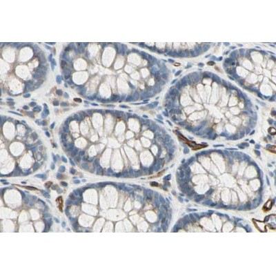 CD93 Antibody in Immunohistochemistry (Paraffin) (IHC (P))