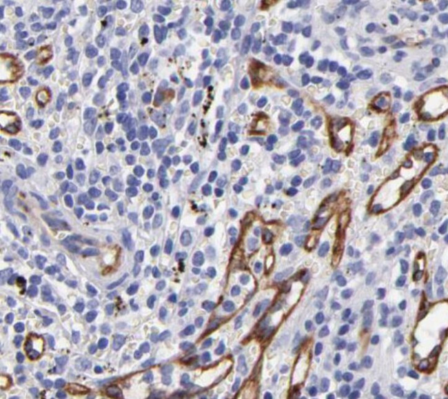 CD93 Antibody in Immunohistochemistry (Paraffin) (IHC (P))