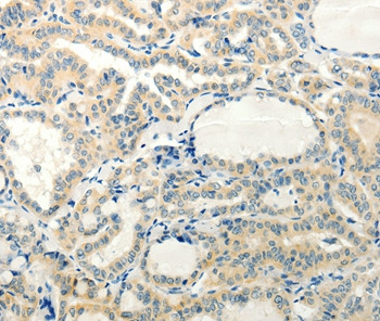 RXFP3 Antibody in Immunohistochemistry (Paraffin) (IHC (P))