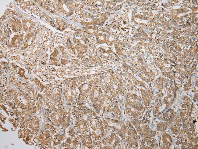 ATXN7L3 Antibody in Immunohistochemistry (Paraffin) (IHC (P))