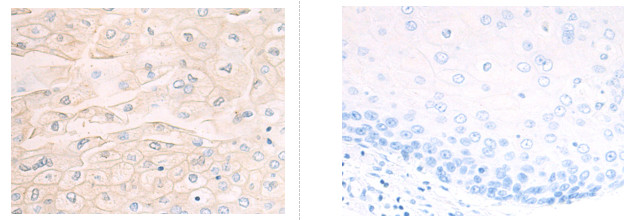 SLC8B1 Antibody in Immunohistochemistry (Paraffin) (IHC (P))