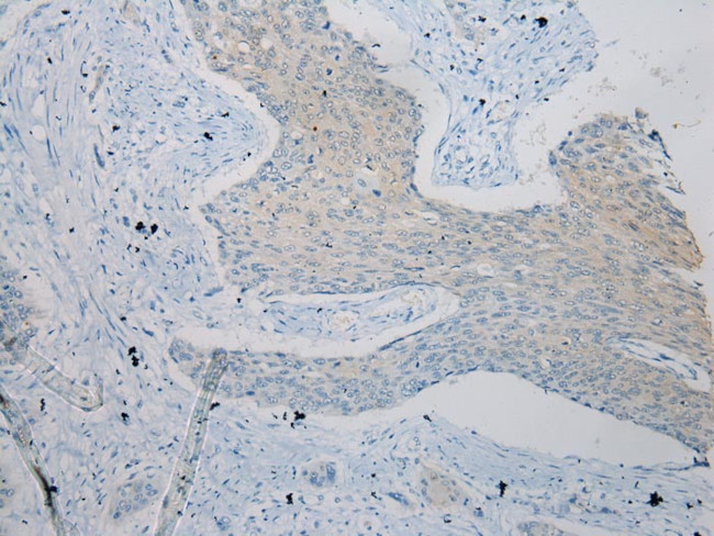 ZFP30 Antibody in Immunohistochemistry (Paraffin) (IHC (P))