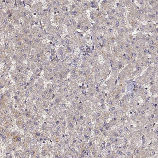 CRIM1 Antibody in Immunohistochemistry (IHC)