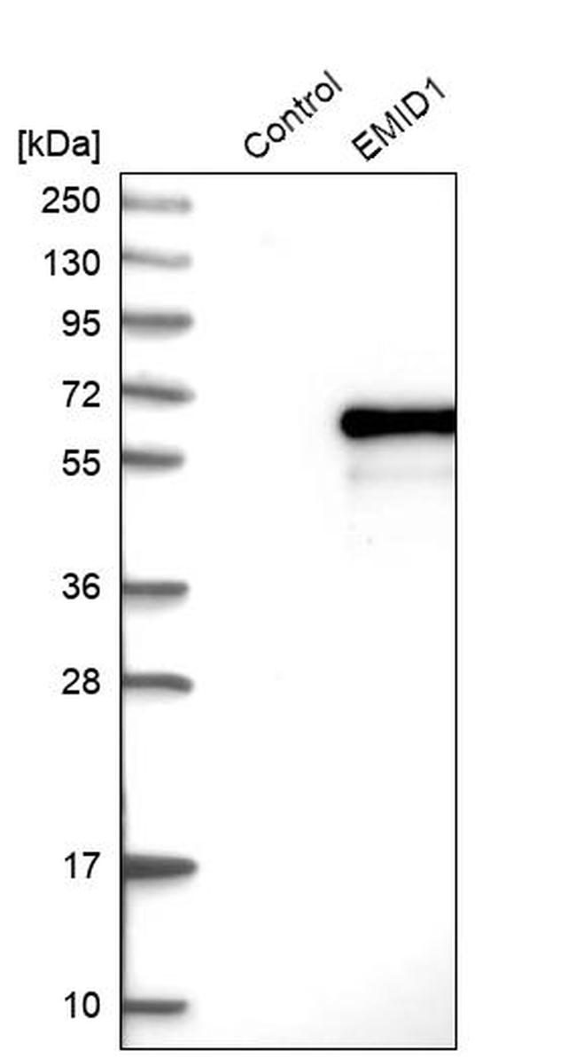EMID1 Antibody in Western Blot (WB)