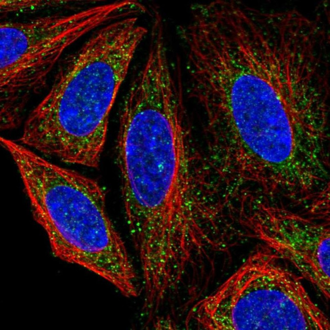 C14orf126 Antibody in Immunocytochemistry (ICC/IF)