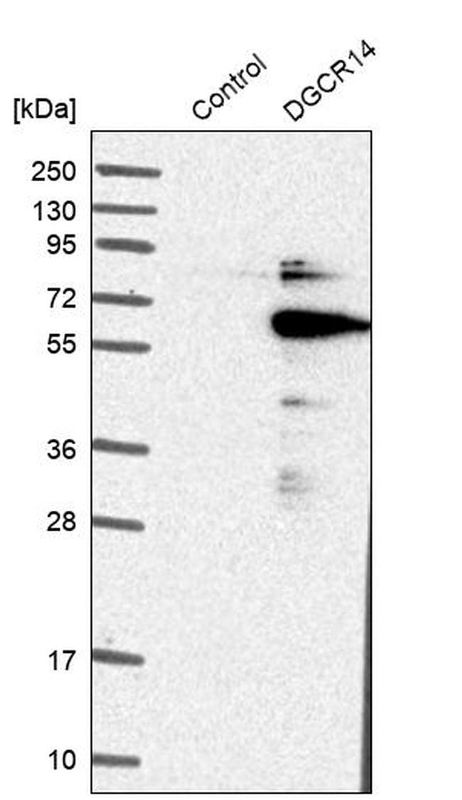 DGCR14 Antibody in Western Blot (WB)