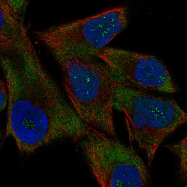 USP51 Antibody in Immunocytochemistry (ICC/IF)