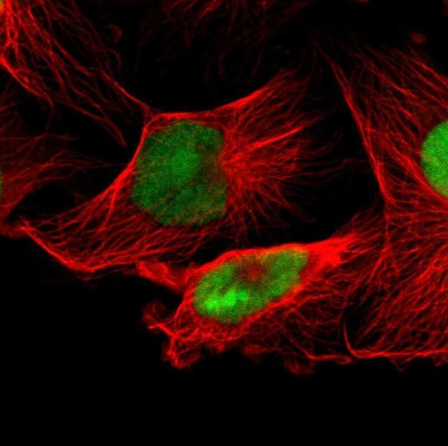 IFI16 Antibody in Immunocytochemistry (ICC/IF)