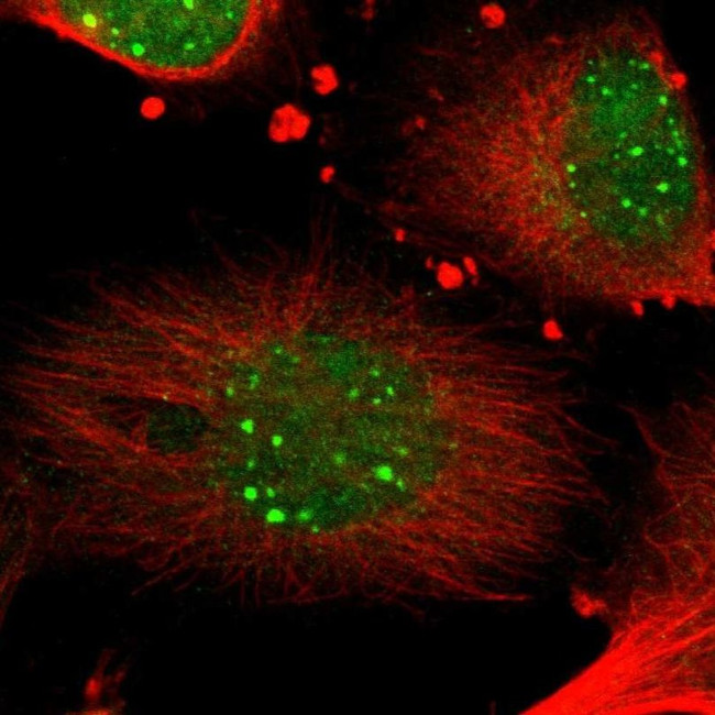 Syntaxin 3 Antibody in Immunocytochemistry (ICC/IF)