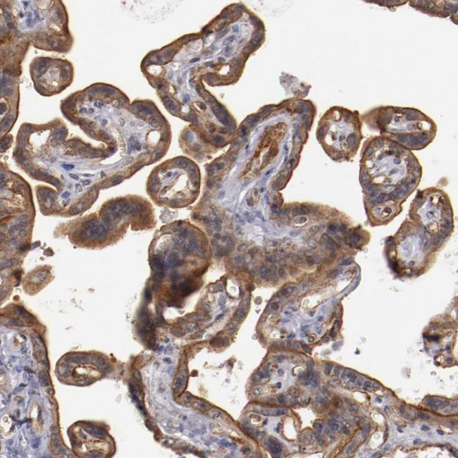 Syntaxin 3 Antibody in Immunohistochemistry (IHC)