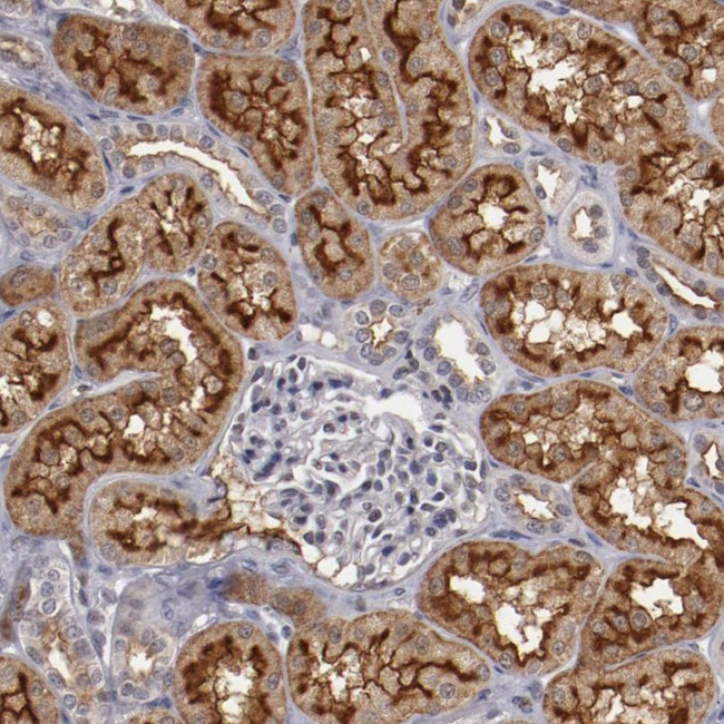 Syntaxin 3 Antibody in Immunohistochemistry (IHC)