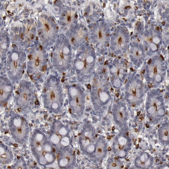 Syntaxin 3 Antibody in Immunohistochemistry (IHC)