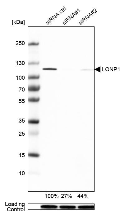 LONP1 Antibody