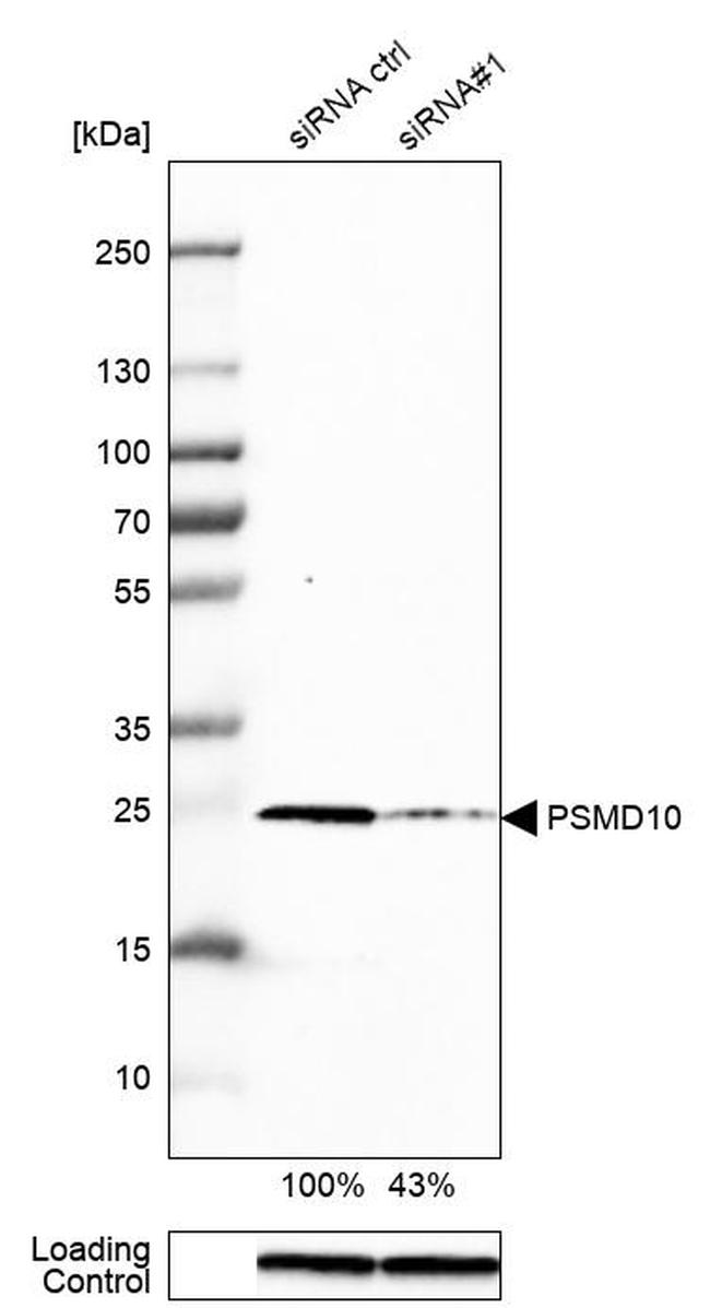 PSMD10 Antibody in Western Blot (WB)