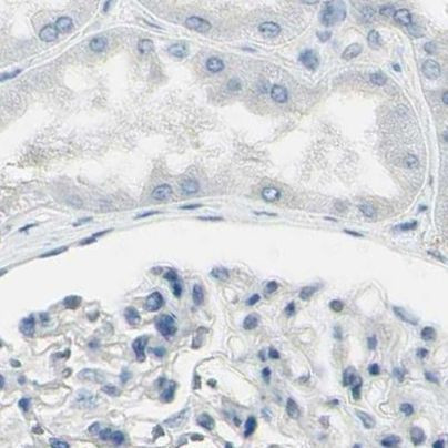 ASB9 Antibody in Immunohistochemistry (IHC)