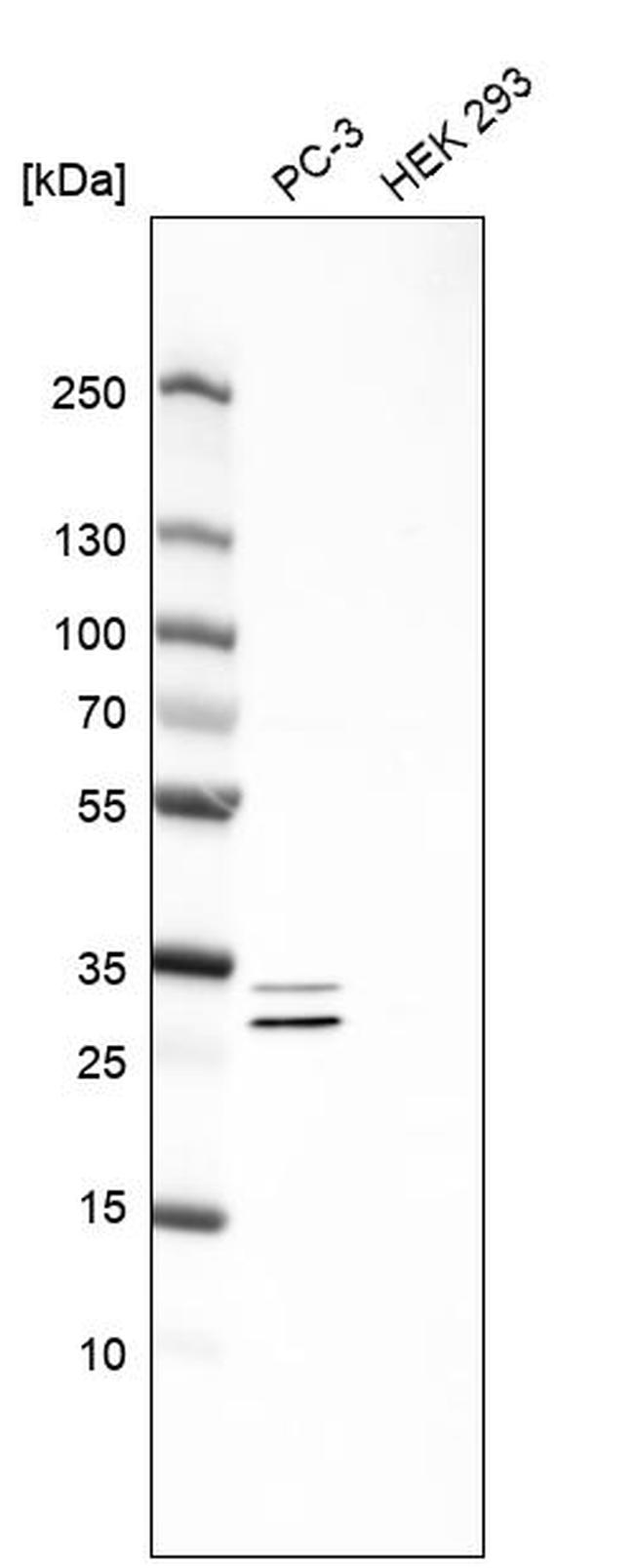 ASB9 Antibody in Western Blot (WB)