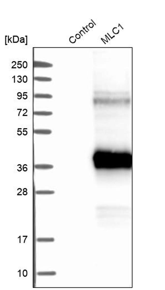 MLC1 Antibody in Western Blot (WB)