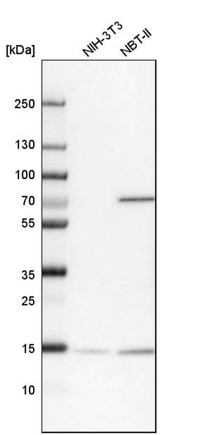 UBL4A Antibody in Western Blot (WB)