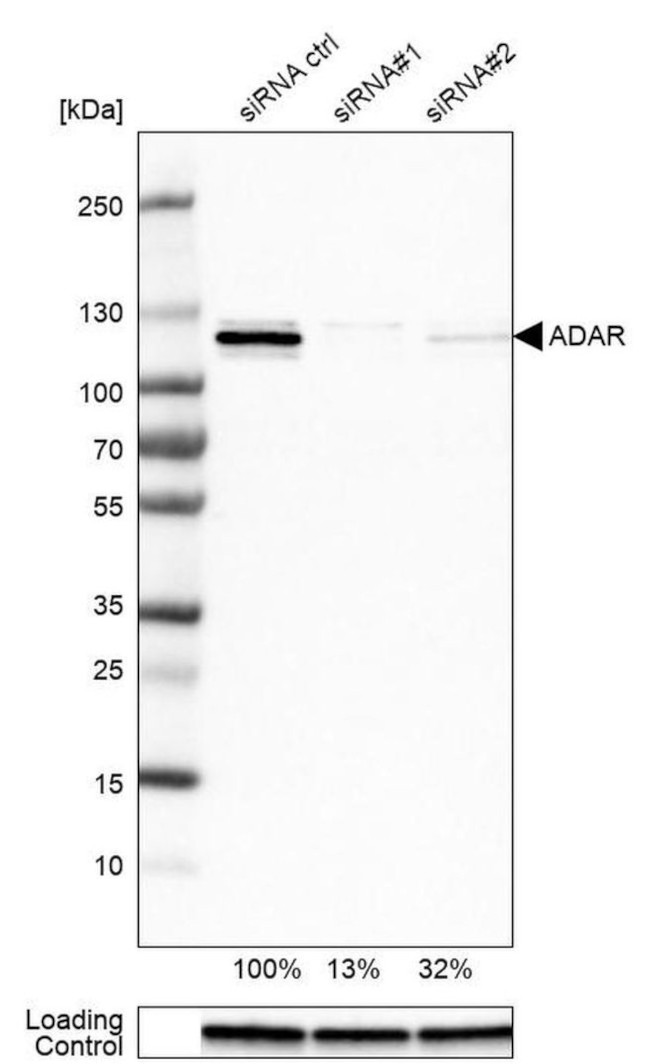 ADAR Antibody