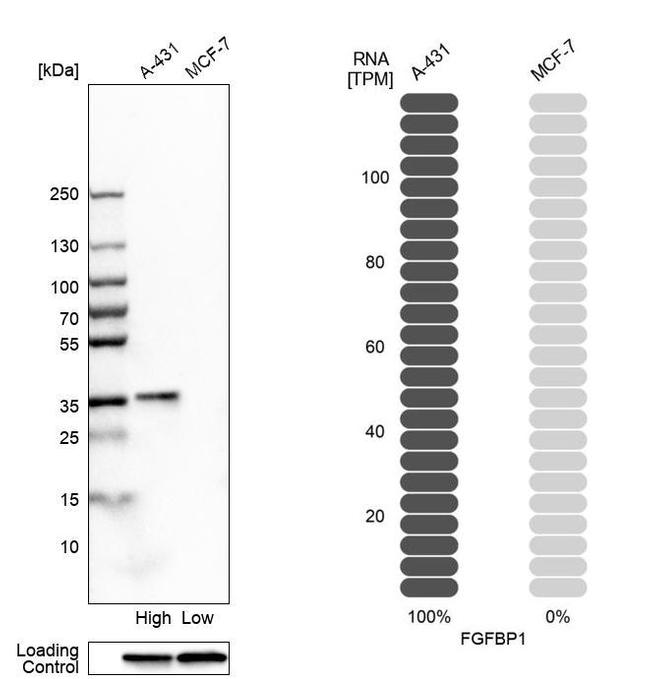 FGFBP1 Antibody in Western Blot (WB)