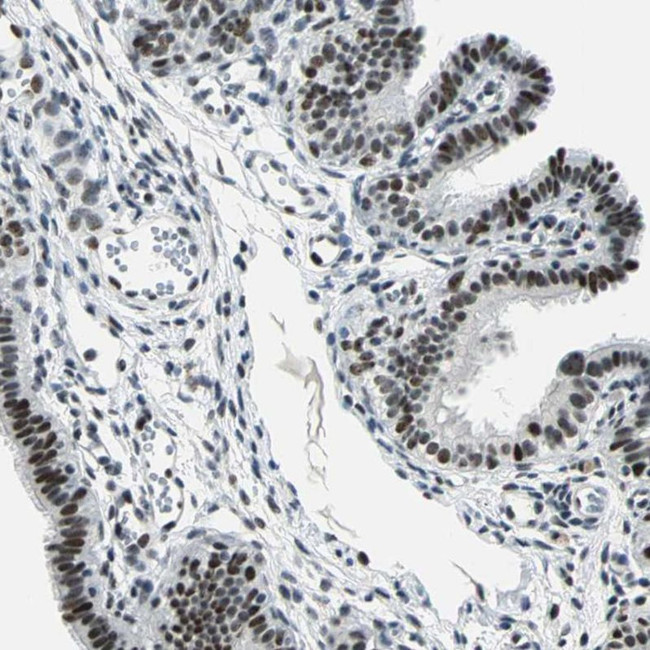 MORF Antibody in Immunohistochemistry (IHC)