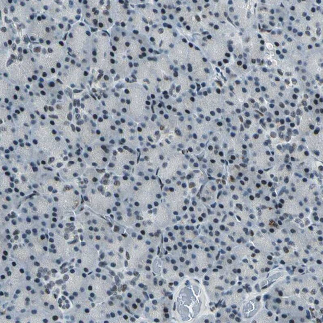 MORF Antibody in Immunohistochemistry (IHC)